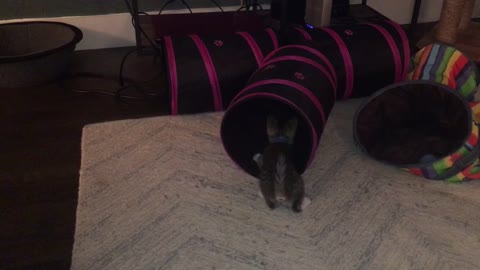 Kitten loves his tunnel!