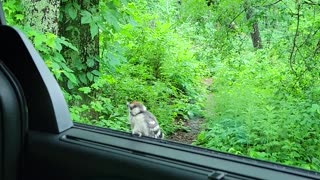 Very short visit from a baby woodpecker