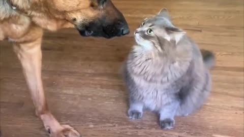 # Cat's disorienting behavior # Cat's pushy feline loses her opponent before she can exert herself!