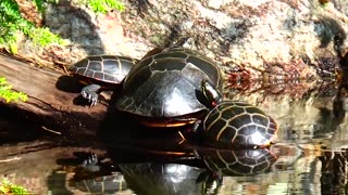 Painted Turtles