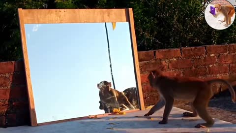 Prank Monkey with Mirror