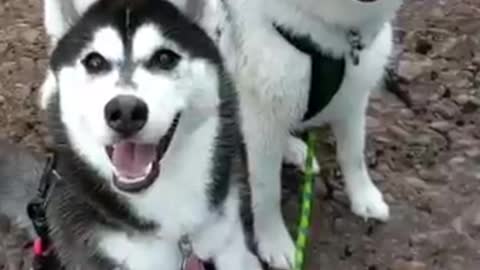 Are Siberian Huskies Friendly #shorts