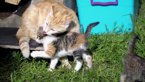 A tribute Day's Mommy, cat's mommys, cute kittens.