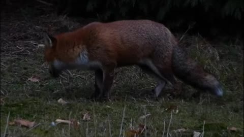 Urban Fox Success Story