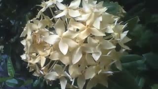 Um bonito buquê de flores de ixora branca e amarela [Nature & Animals]