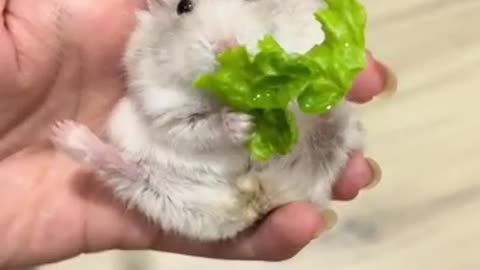 Hamsters love to eat green vegetables