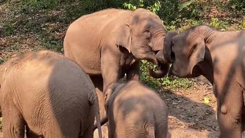 Two elephants in the elephant population kiss