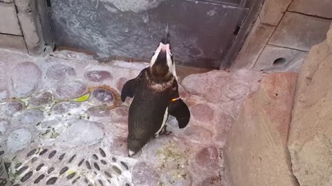 My little penguin friend Kevin from Riverhead Aquarium,