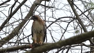 Redtail Hawk being attacked by a bluejay