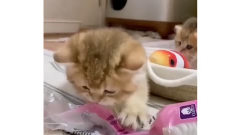 Cat Compilation 😹 Cat Vines 🤩 Cutest Cat Videos