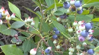 Blueberries