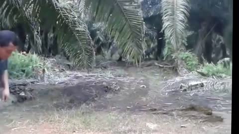 A Man performs a Dangerous Stunt with the Venomous Snake KING COBRA