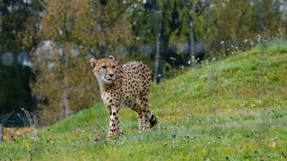 cheetaa cheetaa