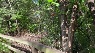 Cardinal being awfully Squirrely