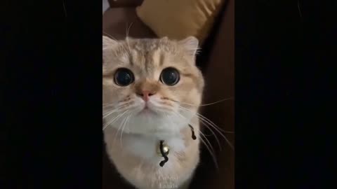 Cute TikTok Pets to Cure All Your Sadness ♥ Cutest Pets