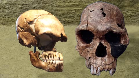 Just 6,000 "Human" Fossils? Where Are The Rest?
