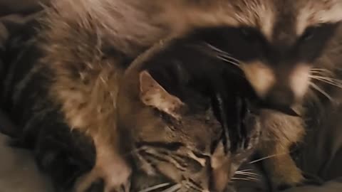 Kitty Tolerates Clingy Raccoon