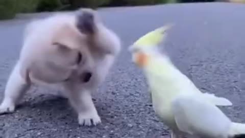 Tiki piti | funny dog and bird video