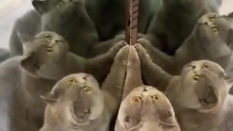 Cat Discovers Optical Illusions