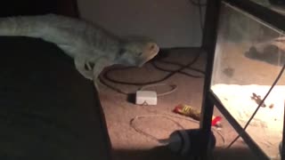 Lizard jumps from bed to tank falls