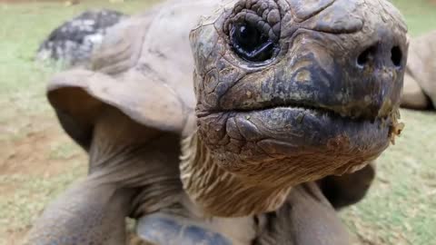 Walking Amongst Giant Aldabra Tortoises at La Vanille Nature Park, Mauritius