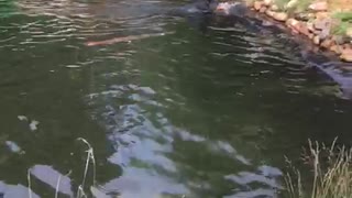 french bulldog going for a swim