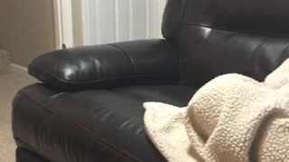 French bulldogs sprint around couch