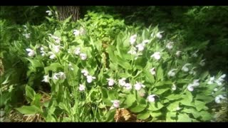 Grandmother Showy Lady Slippers Song of Bloom june 2020