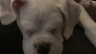 Snoring boxer puppy