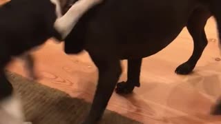Small black and white dog trying to fight with bigger black dog