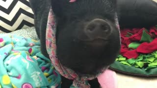 Mamma Pig ready to hit the town