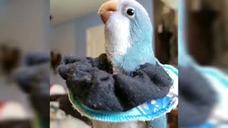 Silly parrot humorously makes burping noises