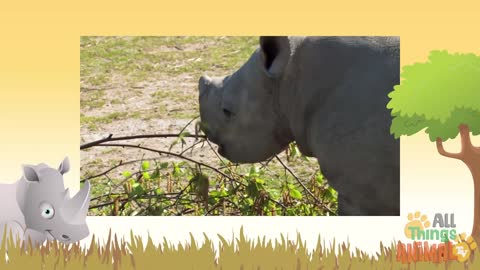 RHINOCEROS | Animals For Kids