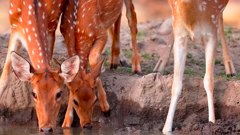 Deer in forest and drinking water...