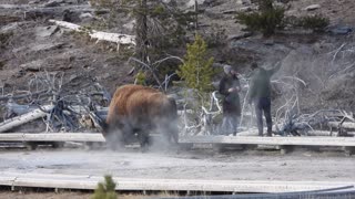 Couple Get Dangerously Close to Wild Buffalo