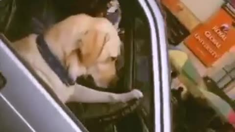 Watch This Dog Take the Wheel in an Adorable Car Adventure!