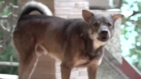 How to dog react when seeing stranger 11 running, broking? viral dog