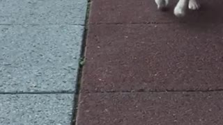 Puppy in slow motion