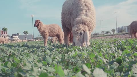 Happy lambs in the meadow