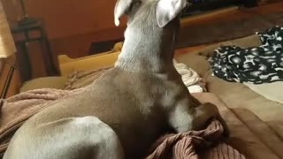 Perro fascinado por un show de TV de rescate de animales
