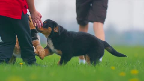 Little boy playing with small dogs