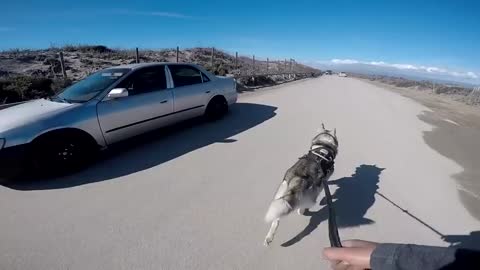 GONE WRONG: Loose Dog Approaches MALE Siberian Husky Enjoying His Beach Run!