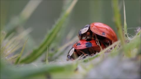 Ladybugs Making Love HD