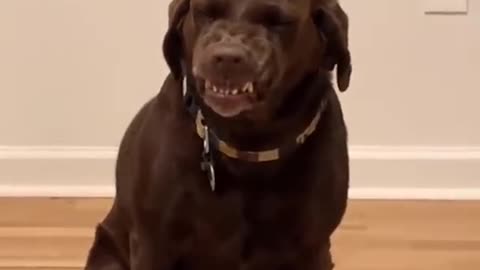 Funny dogs,you will laugh