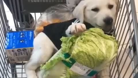 The weirdest dog in the world, this cute little dog eats the vegetables in the store deliciously!