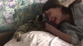 Raccoon Requires All the Love