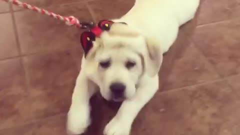 Exhausted Puppy Crawls On Belly During Walk
