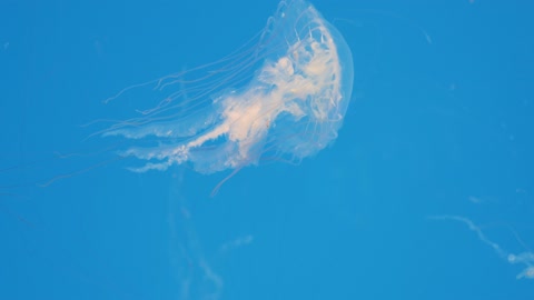 A Jellyfish Moving Underwater