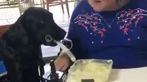 cachorro ajudando sua dona idosa