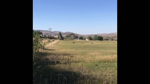 Bears Crossing My Hay Meadow